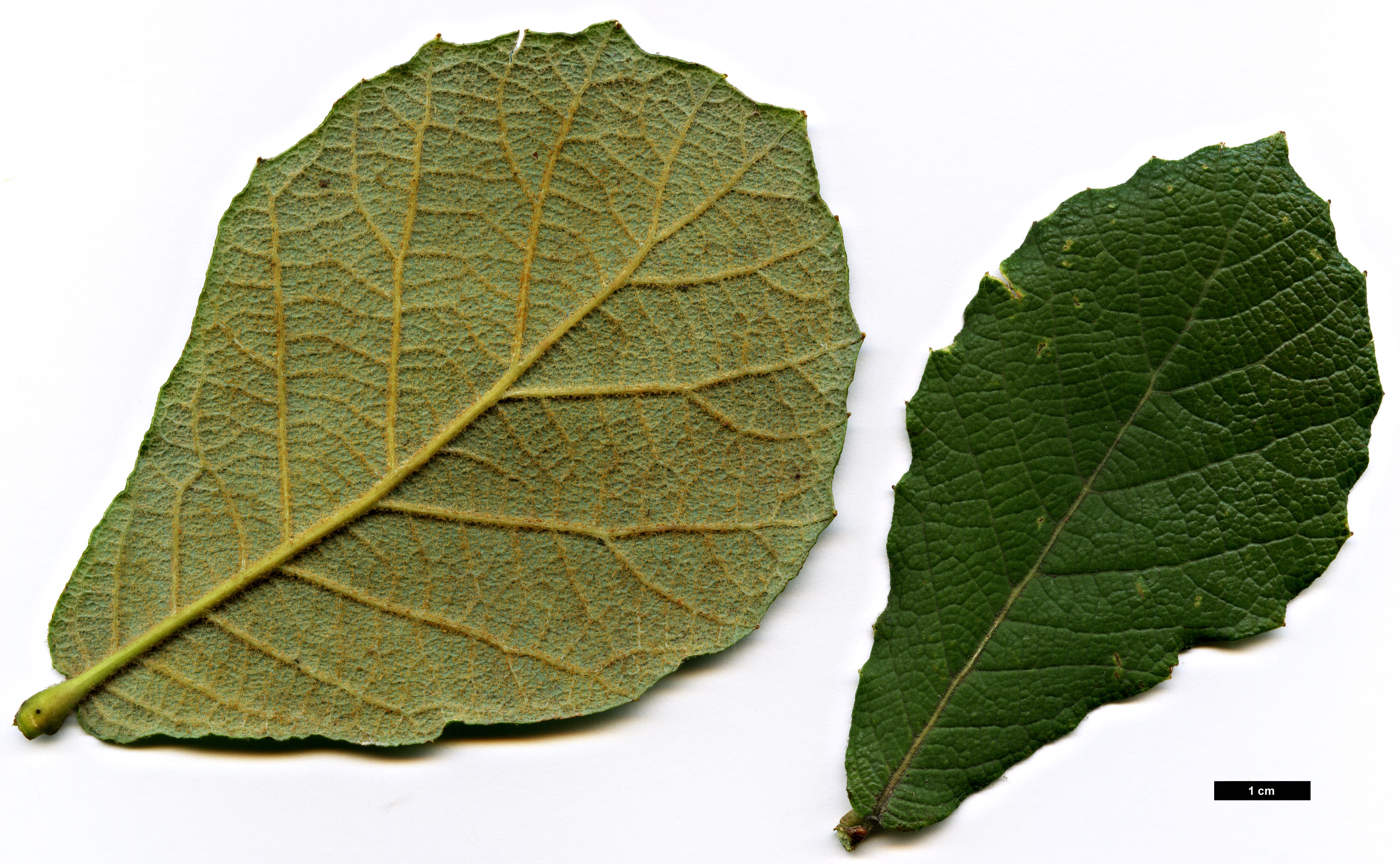 High resolution image: Family: Fagaceae - Genus: Quercus - Taxon: obtusata hybrid